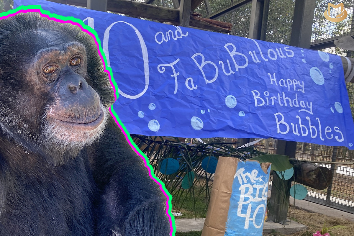 Michael Jackson's pet chimp Bubbles turned 40